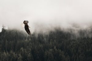 Eagle -evaetlilit